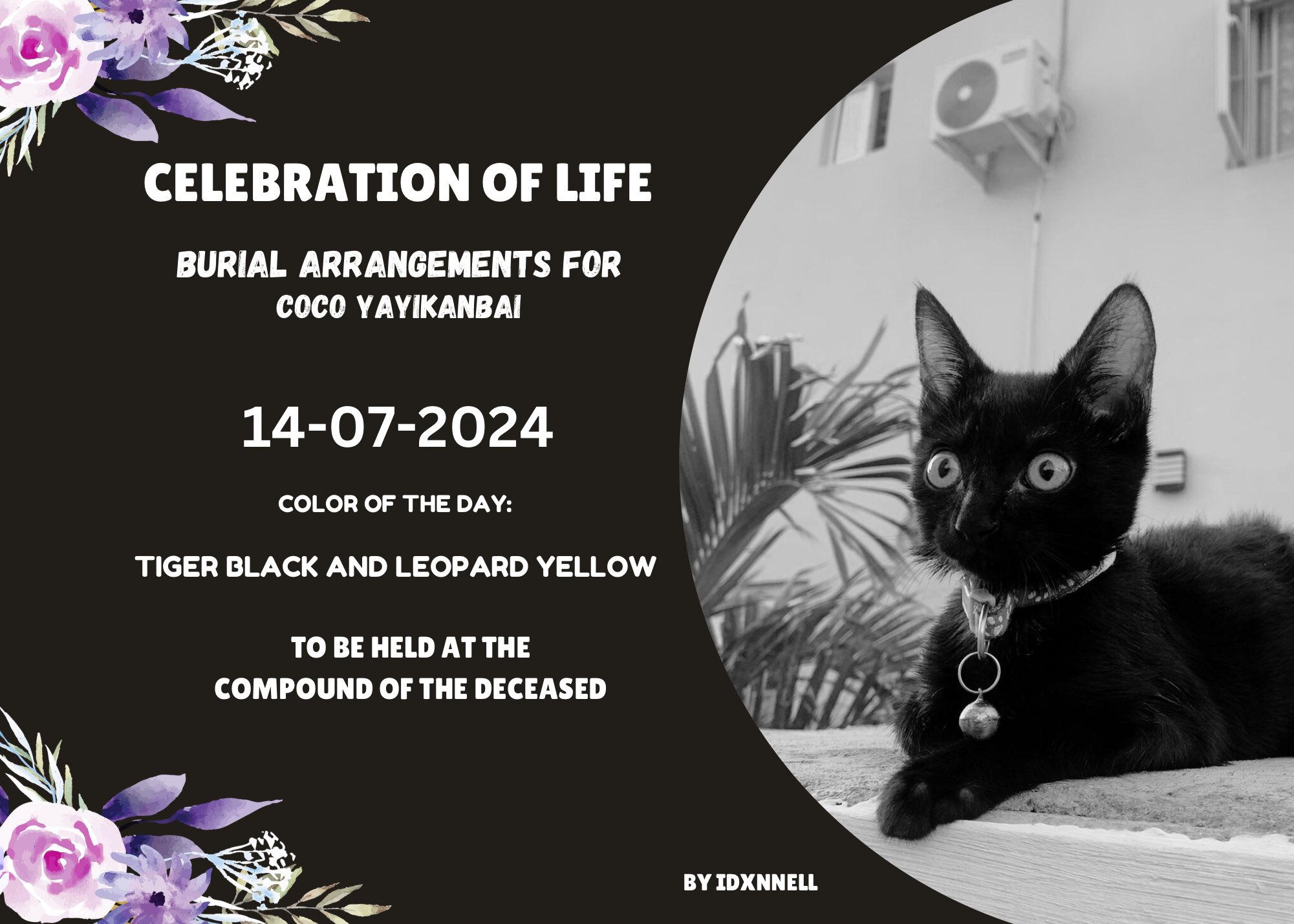 Nations mourn beloved cat icon Coco