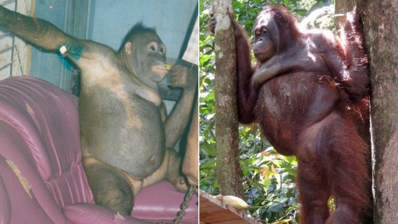 The exploitation of the Pony Orangutan exposes horrific wildlife abuse